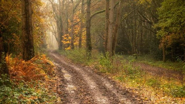 Epping Forest in autumn